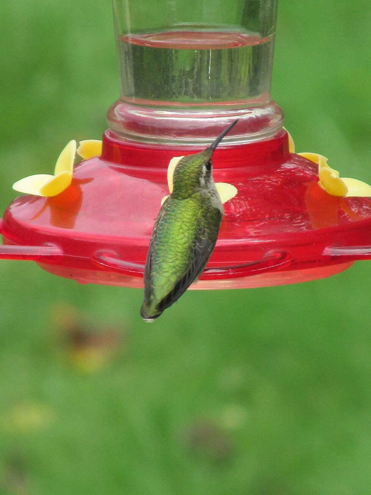 Hummingbird-Ventral.JPG